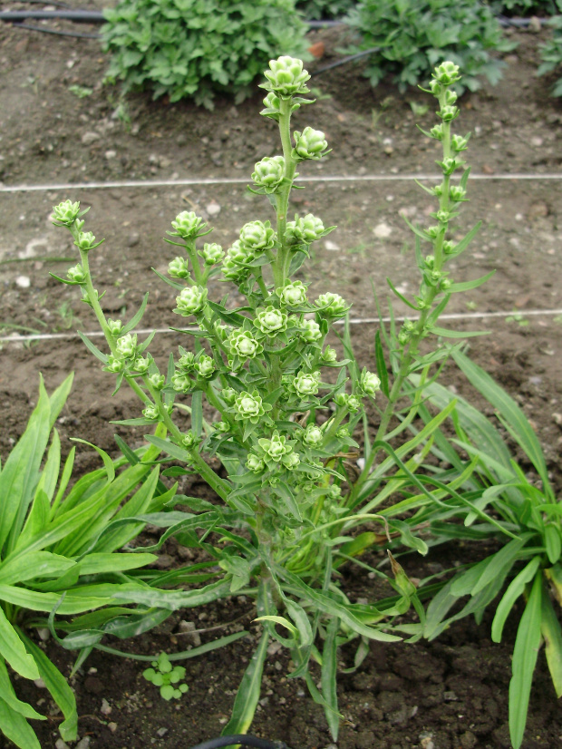 Liatris scariosa