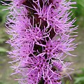 Liatris mucronata