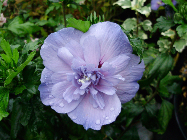 'Blue Chiffon'