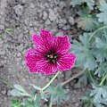 Geranium cinereum 'Purple Pillow'