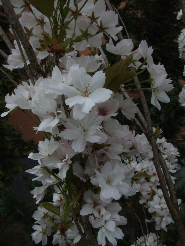Prunus 'Amanogawa