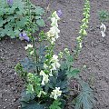 Aconitum 'Ivorine'