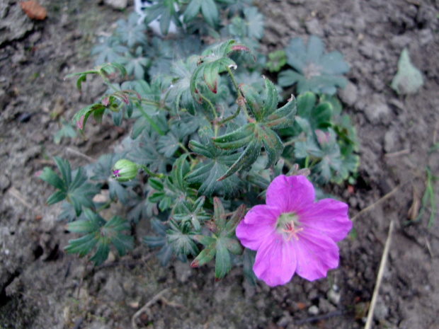 Geranium 'Max Frei'