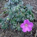 Geranium 'Max Frei'