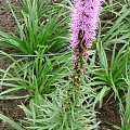 Liatris mucronata