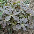 Geranium maculatum 'Elisabeth Ann'