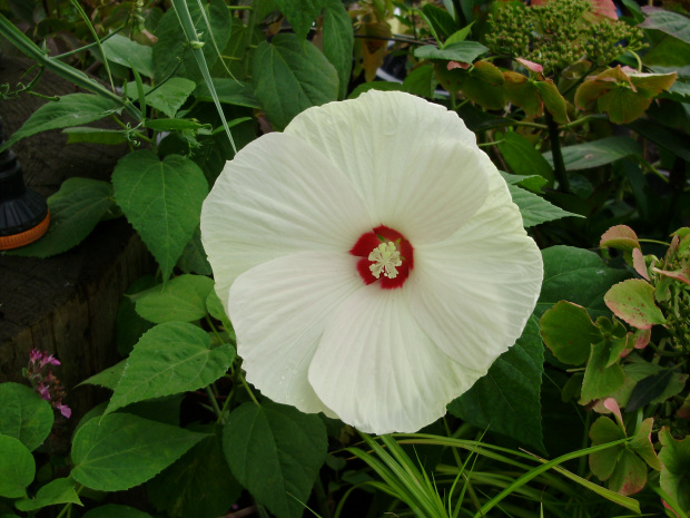 Hibiscus moscheatus