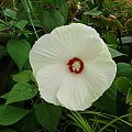 Hibiscus moscheatus