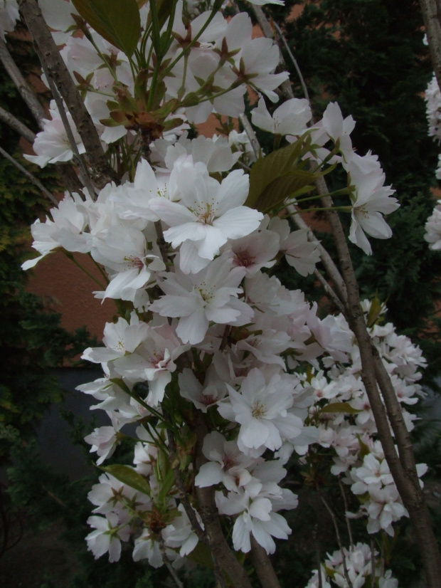 Prunus 'Amanogawa