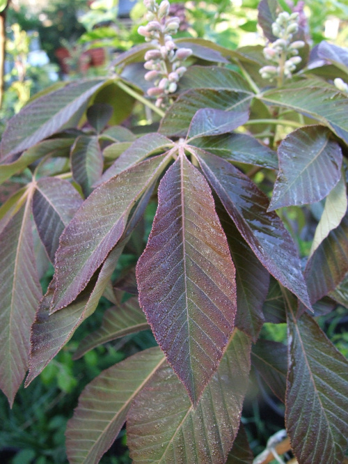 aesculus pavia 'Rosea Nana'