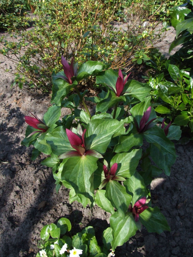 Trifolium sessile
