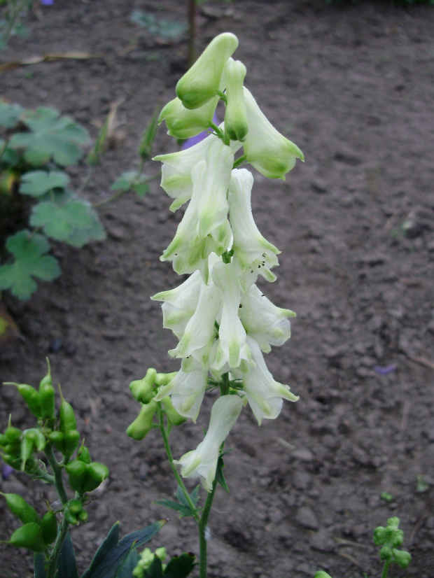 Aconitum 'Ivorine'