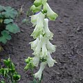 Aconitum 'Ivorine'