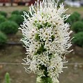 Liatris spicata 'Floristan Weiss'