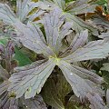 Geranium maculatum 'Elisabeth Ann'