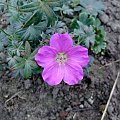 Geranium 'Max Frei'