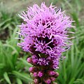 Liatris pycnostachya