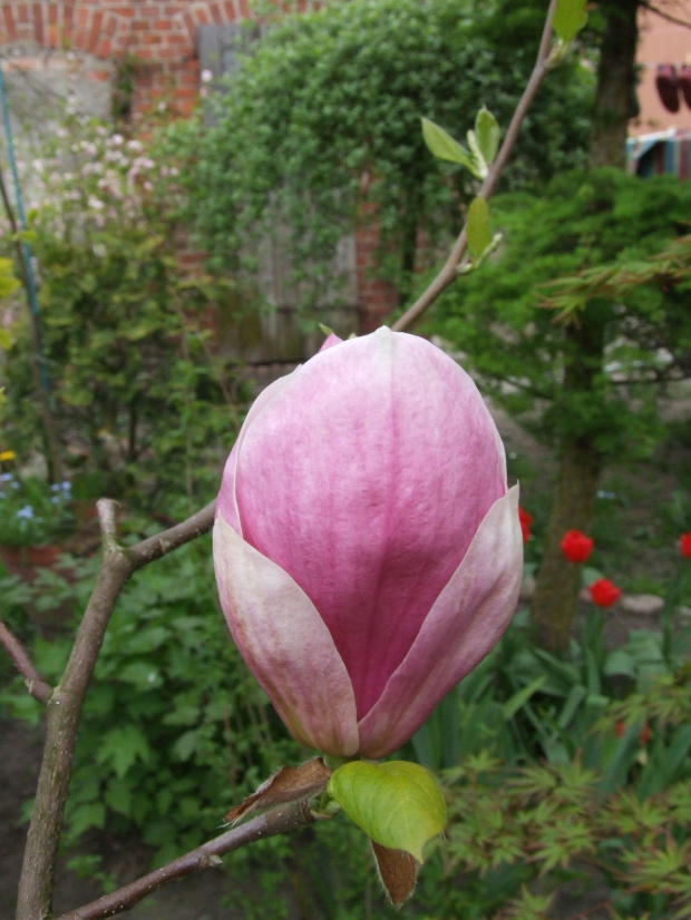 Magnolia (Złoc.)