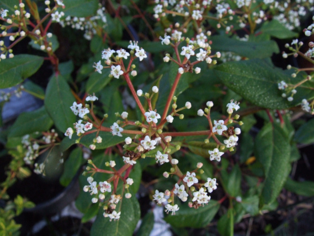 Viburnum x globosum 'Jermyns Globe'