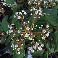 Viburnum x globosum 'Jermyns Globe'