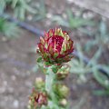 Liatris ligulistylis