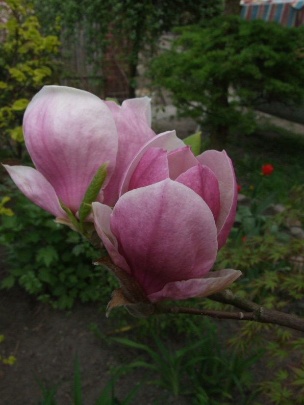 Magnolia (Złoc.)
