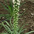 Liatris spicata 'Floristan Weiss'