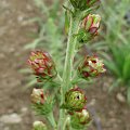 Liatris ligulistylis