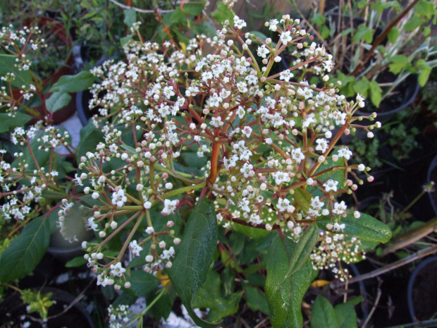 Viburnum x globosum 'Jermyns Globe'