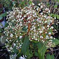 Viburnum x globosum 'Jermyns Globe'