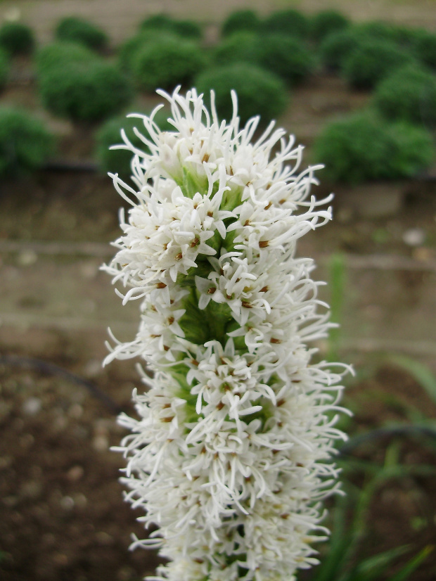 Liatris spicata 'Floristan Weiss'