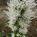 Liatris spicata 'Floristan Weiss'