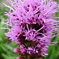 Liatris pycnostachya