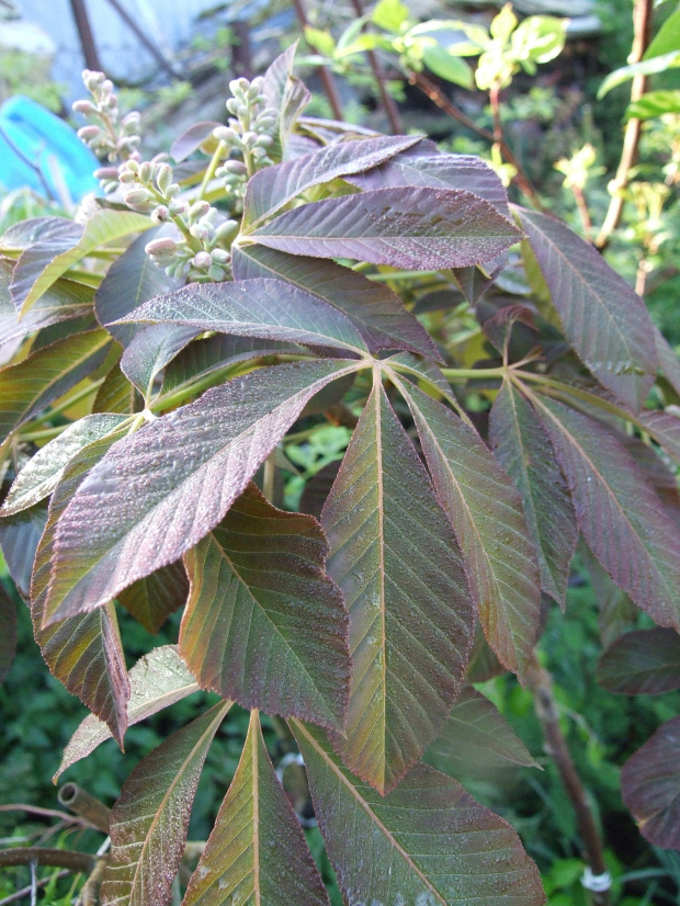 aesculus pavia 'Rosea Nana'