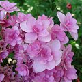 Hydrangea macrophylla 'Passion'