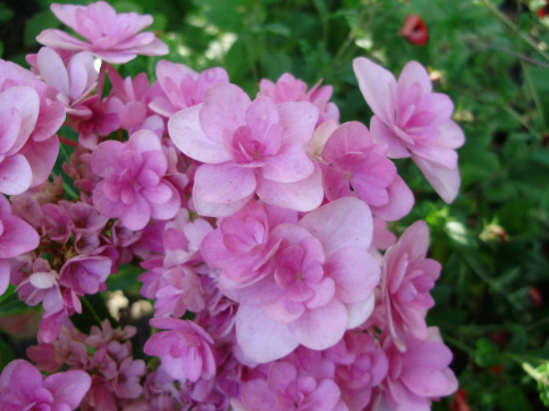 Hydrangea macrophylla 'Passion'