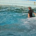 Rimini - pokaz delfinów. Treserka pchana przez delfiny wokół delfinarium.