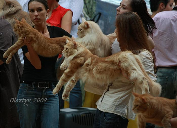 Wystawa kotów rasowych w Olsztynie, sierpień 2008