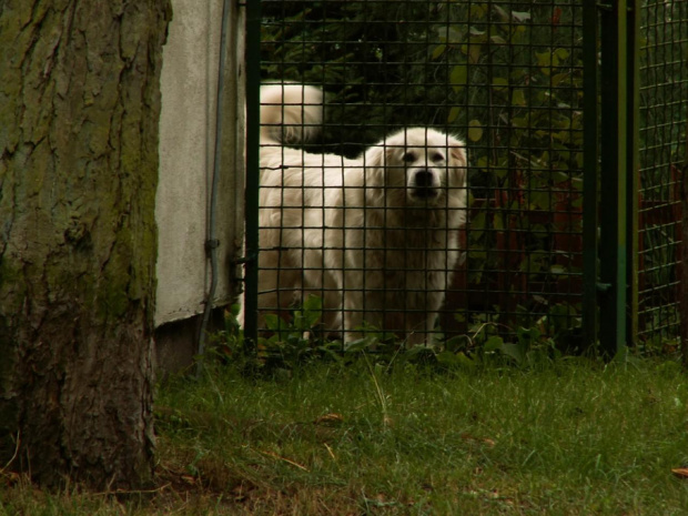 Spodobał mi się, to go sfociłem :) właściciel już mi się nie podobał :/ Pies pilnujący elektrowni. Po oddaleniu się postanowiłem zrobić jeszcze kilka zdjęc, jest ich 5, tu wstawiam jedno ;)