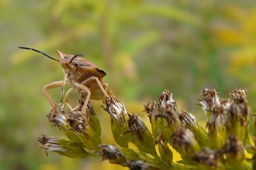 Pluskwiak #pluskwiak #robal #chrząszcz #owady #przyroda #natura #flora #fauna #makro