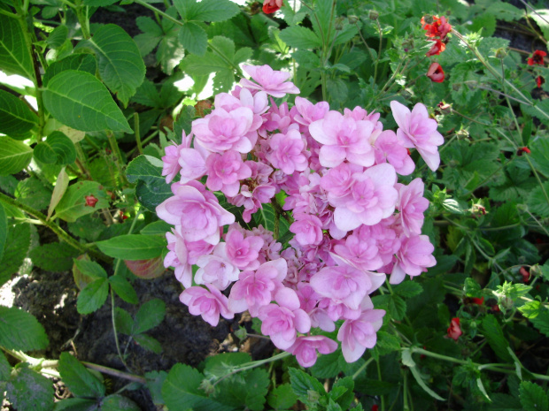 Hydrangea macrophylla 'Passion'