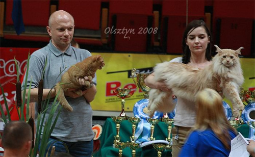 Wystawa kotów rasowych w Olsztynie, sierpień 2008