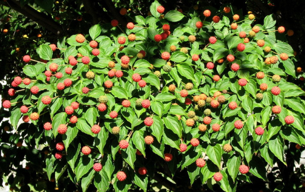 Wrześniowy Dereń kousa (Cornus kousa)