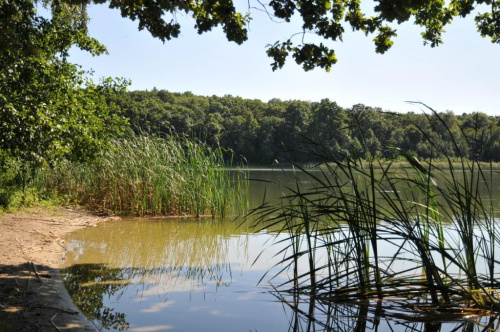 Jezioro Góreckie w Wielkopolskim Parku Narodowym. Jezioro malownicze, otoczone lasem, posiada wyspę.