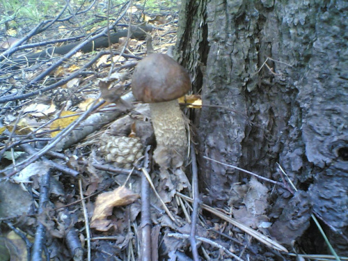 na grzybobraniu - koźlaczek