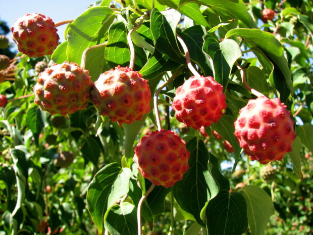 Wrześniowy Dereń kousa (Cornus kousa)