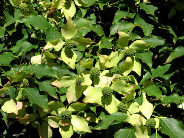 Wrześniowy Dereń kousa (Cornus kousa)