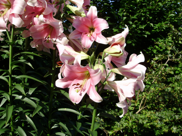 Lilium 'Queen's Promise'