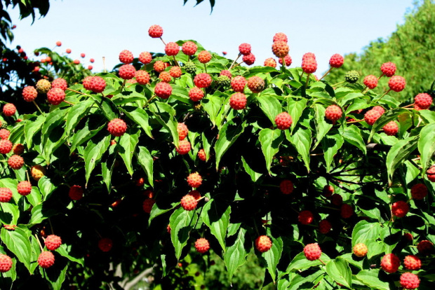 Wrześniowy Dereń kousa (Cornus kousa)