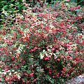 Fuchsia hybrida 'Tom Thumb'